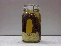 藏品(豹紋裸胸鯙)的圖片
